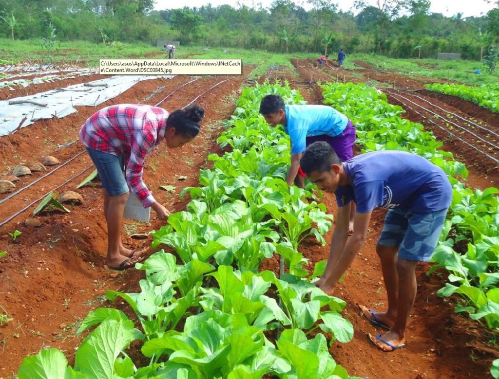 Timor Fuiloro Agricutural School 2